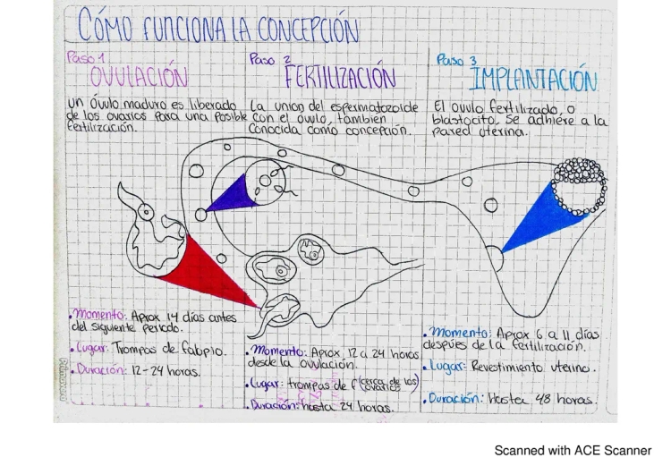 Fecundación y Concepción: Etapas y Proceso para Niños