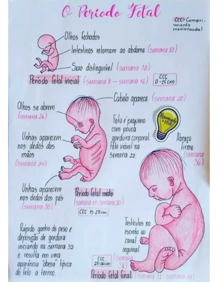 Periodo fetal