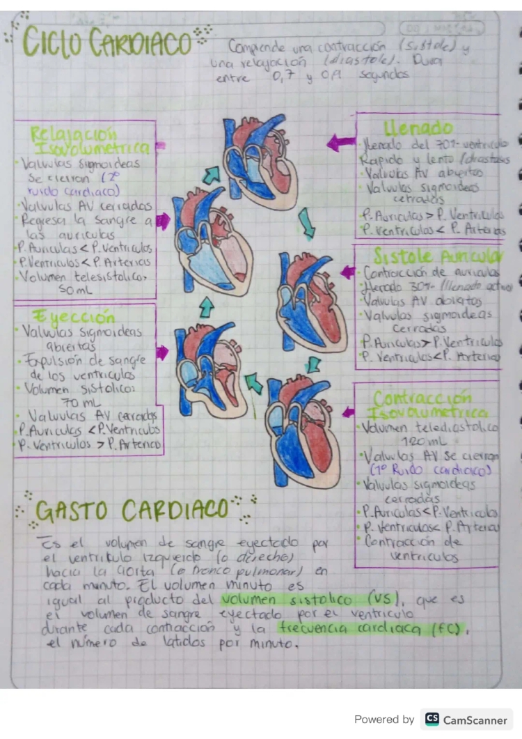 Ciclo Cardíaco: Fases, Resumen y Esquema - Descarga el PDF