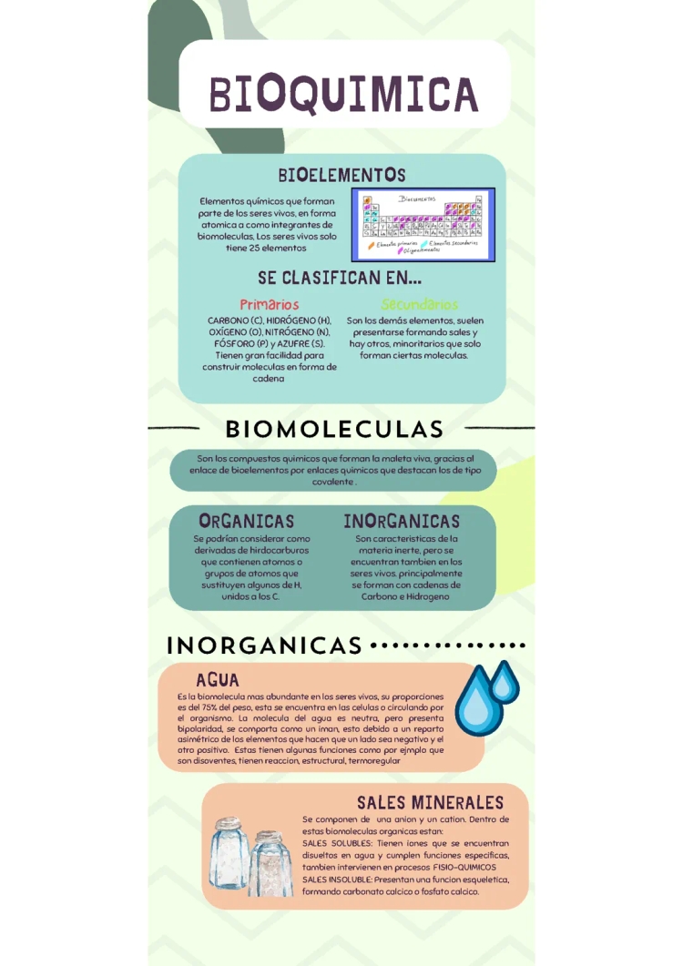 Bioelementi e Biomolecole: Tipi, Funzioni e Importanza