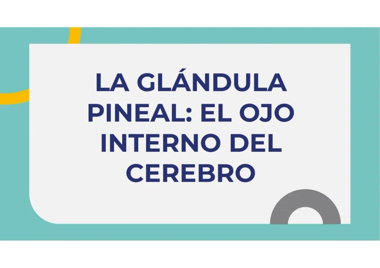 Glándula Pineal y Sus Secretos: Función Espiritual y Cómo Activarla