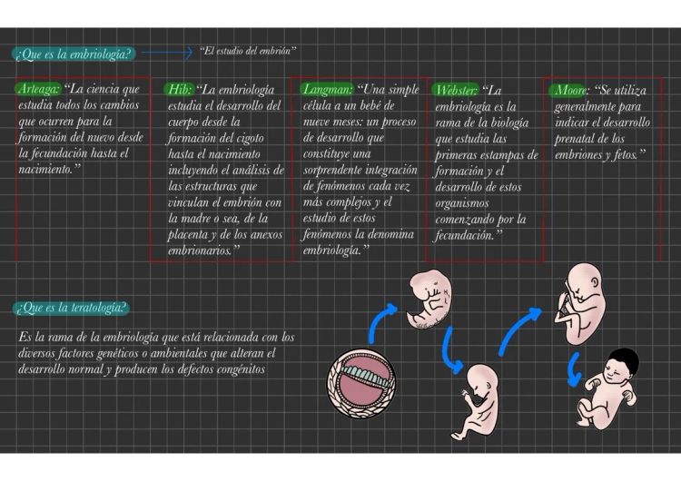 Embriología Humana y Ciclo Menstrual para Peques - PDF y Ejemplos