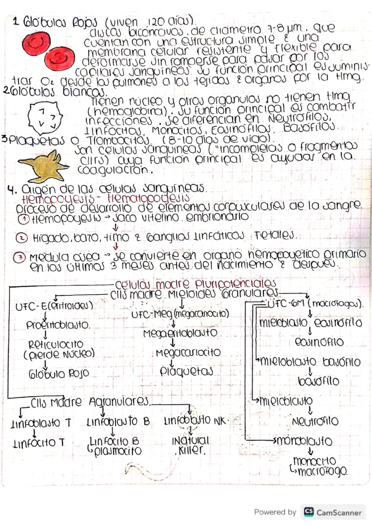 Tipos de Células Sanguíneas y su Función: Todo sobre el Tejido Sanguíneo y Hematopoyesis