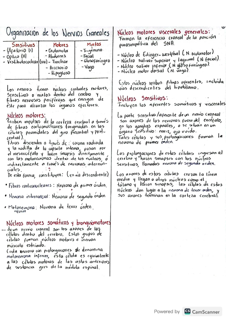 Aprende los 12 Pares Craneales y sus Funciones con Dibujo PDF