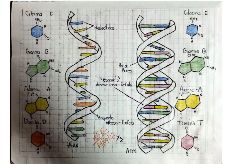 Diferencias y Estructura del ADN y ARN: Fácil y Sencillo