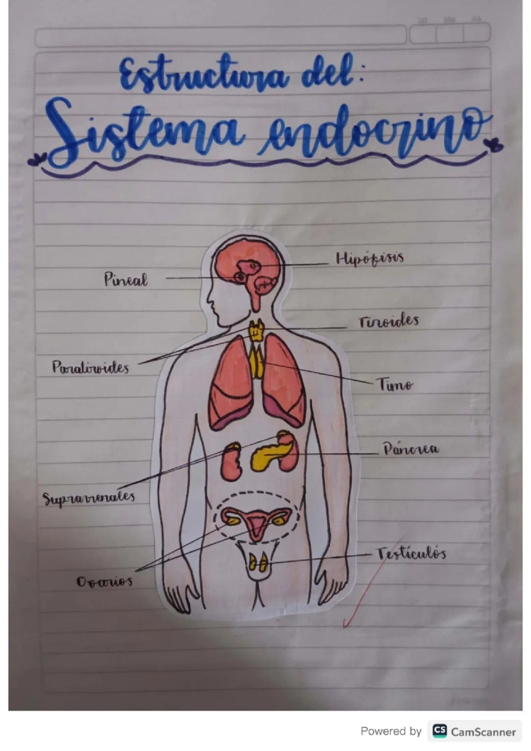 Scopri le Parti, Funzioni e Importanza del Sistema Endocrino