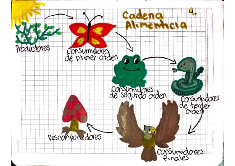 Cadena Alimenticia para Niños: Dibujos y Ejemplos Fáciles