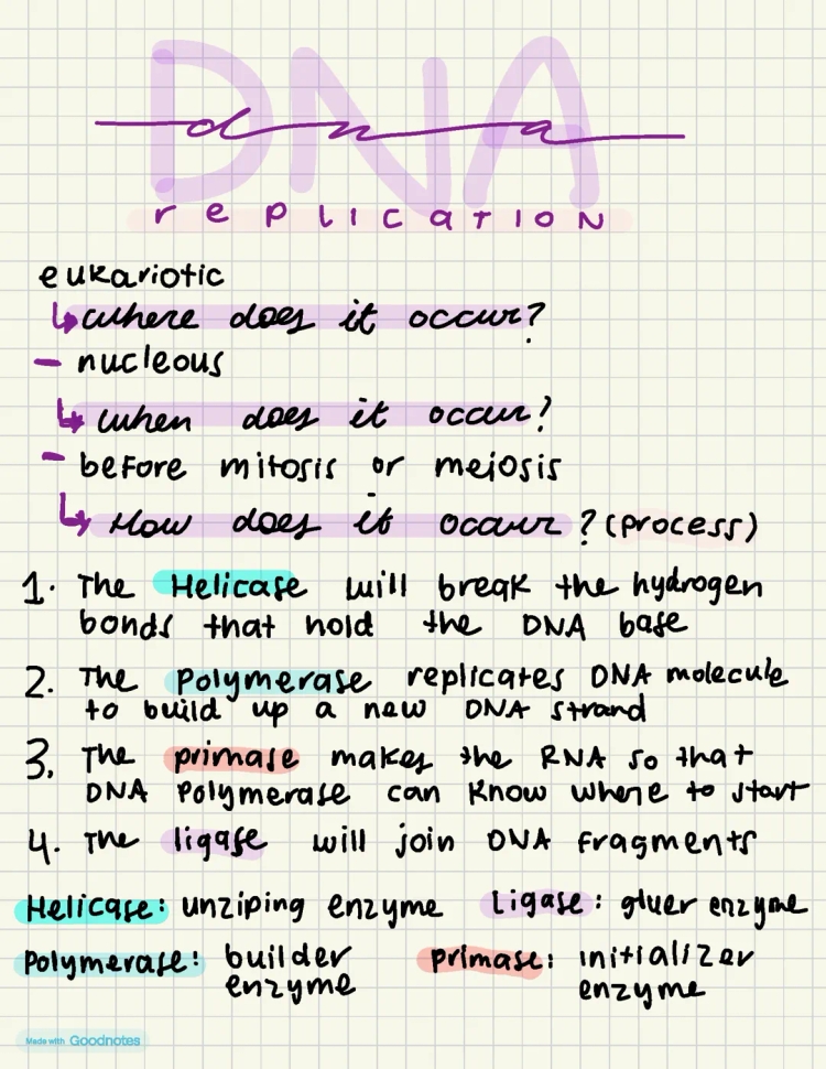 DNA Replication Made Simple: Where and How It Happens