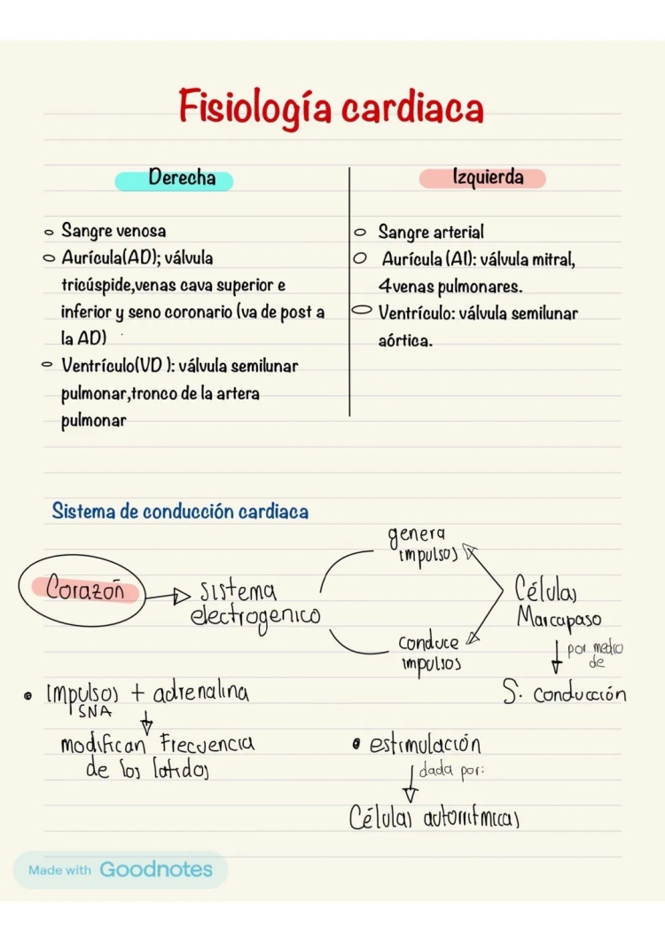 Sistema Eléctrico del Corazón y sus Fibras de Purkinje: PDF y GIF