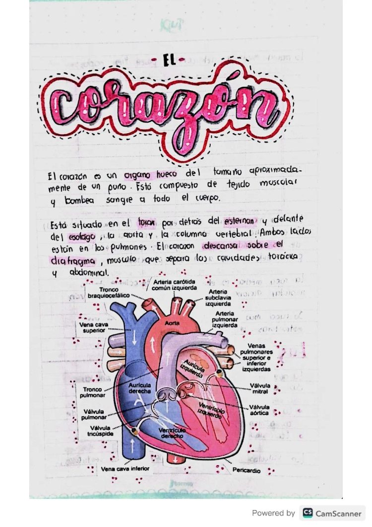 El Corazón Humano: Partes, Funciones y Más