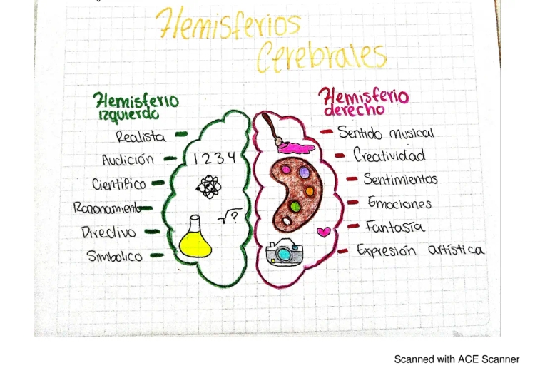 10 funciones del hemisferio izquierdo y derecho del cerebro