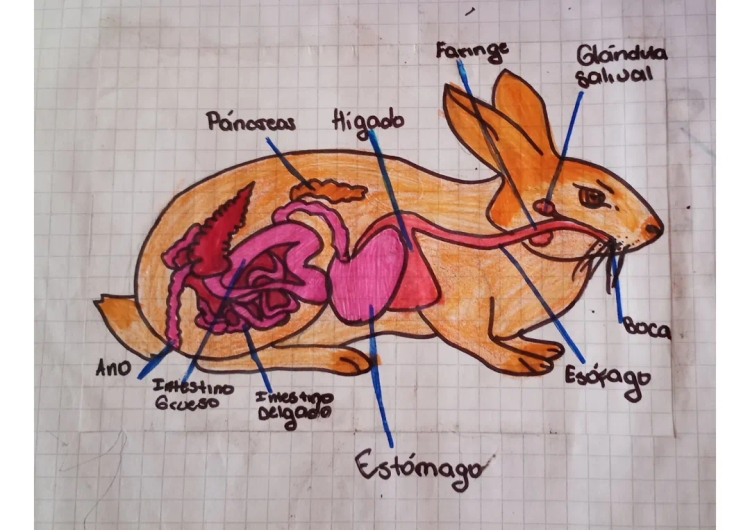 Sistema Digestivo de Animales Vertebrados e Invertebrados - Para Niños