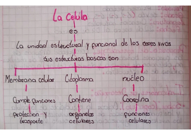 Funciones y características de la célula vegetal y animal: diferencias y partes