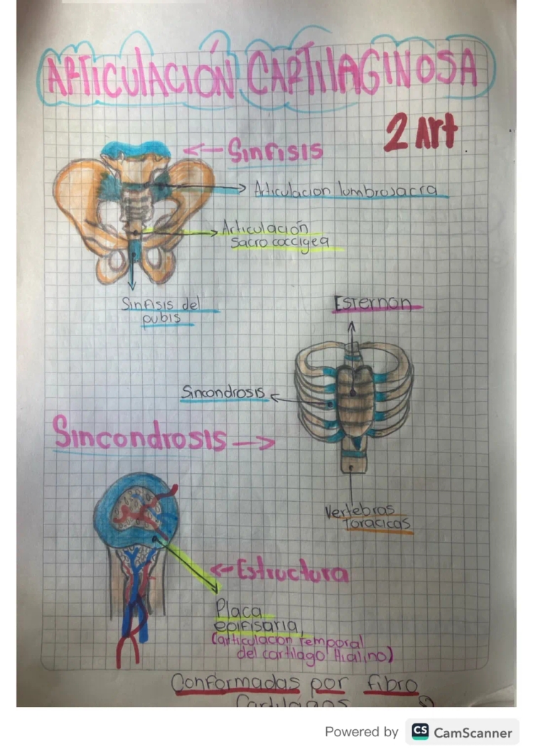 Tipos de Articulaciones del Cuerpo Humano para Niños: Cartilaginosas, Sinoviales y Más