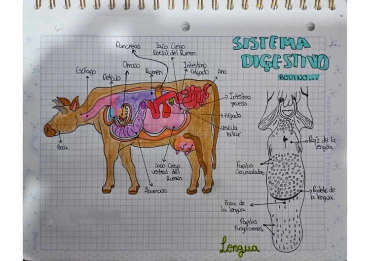 Sistema digestivo de la vaca para niños - Partes y funciones