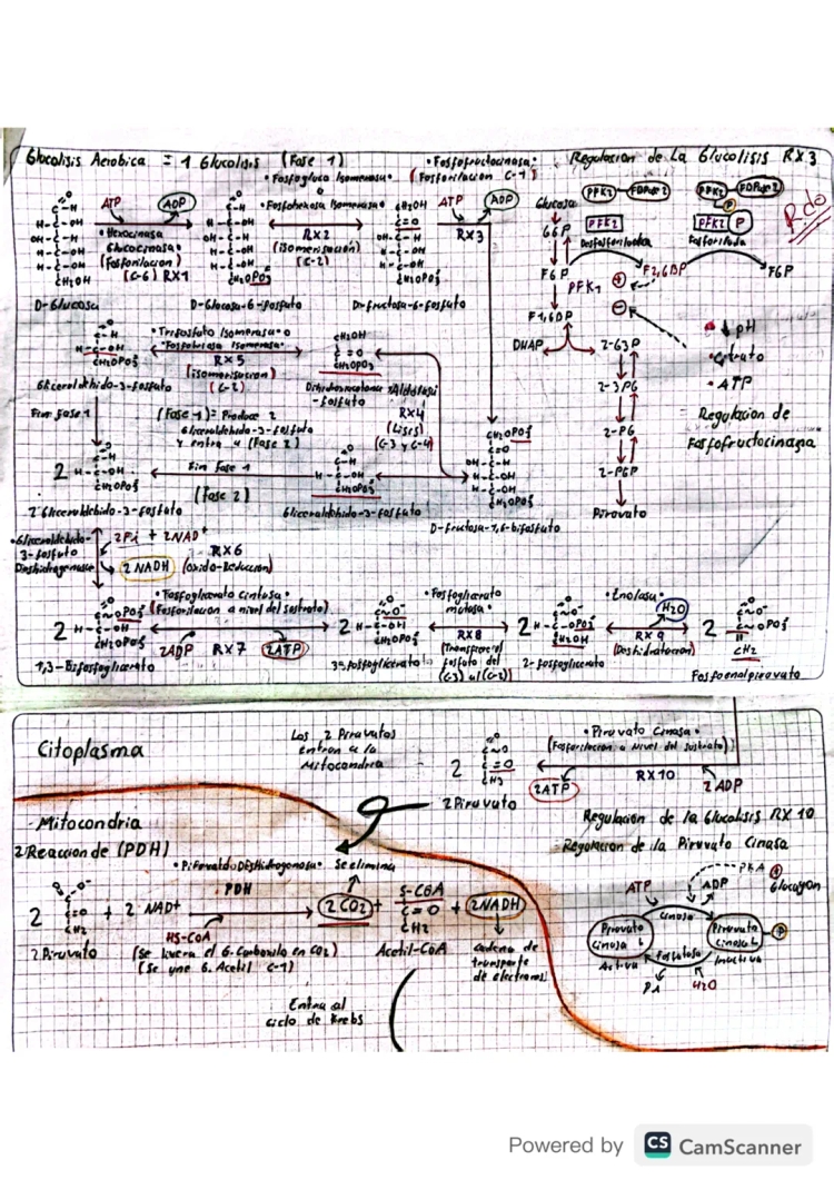 Glucólisis Aeróbica y Ciclo de Krebs: Resumen con 10 y 8 Reacciones