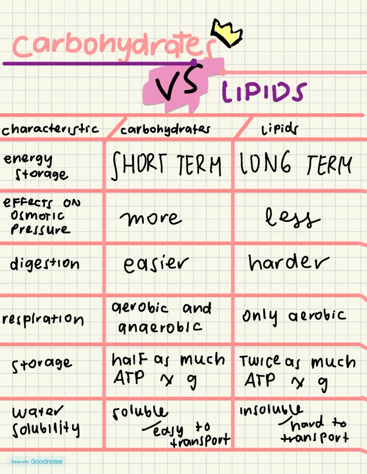 How are Carbohydrates and Lipids Different? Simple Guide for Kids