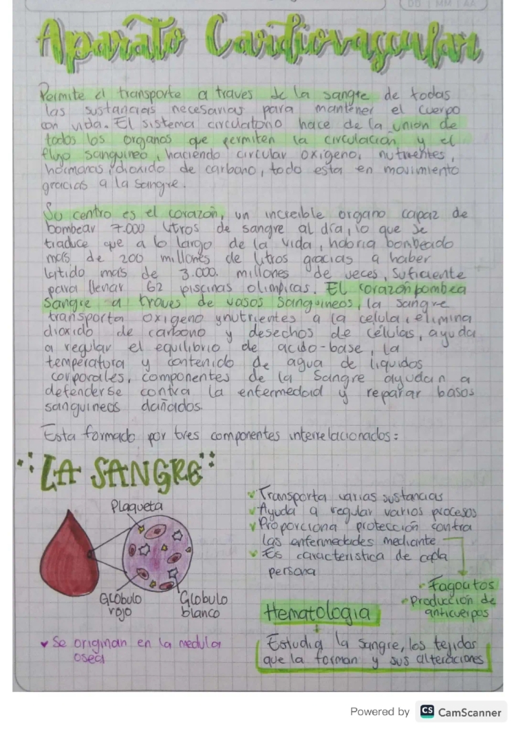 Resumo do Sistema Cardiovascular: Funções e Partes Importantes