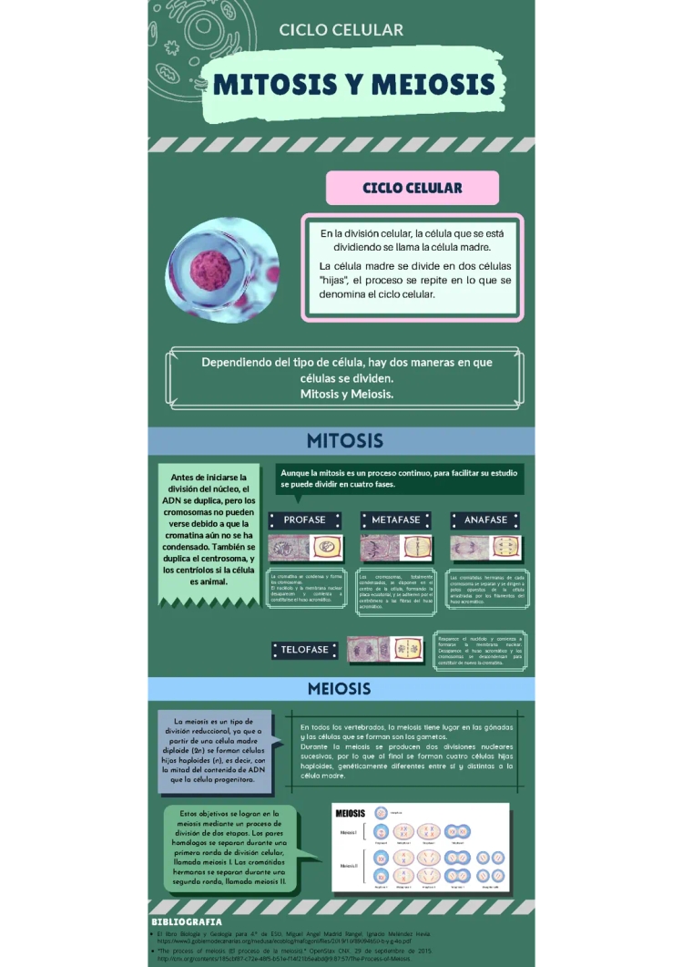 All About Cell Division: Mitosis and Meiosis