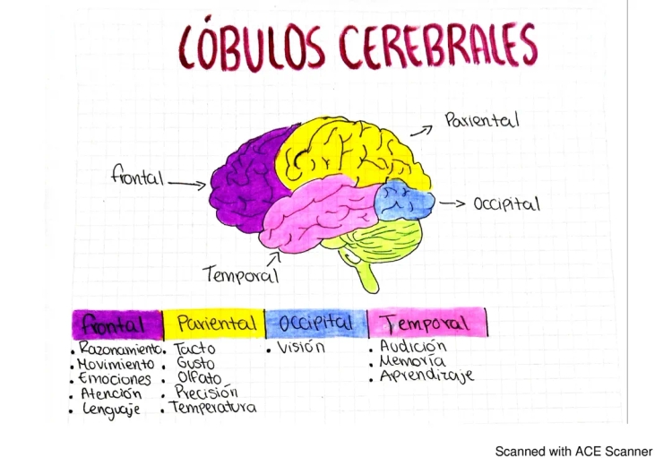 Lóbulos del Cerebro y Sus Funciones - PDF de Fisiología del Cerebro