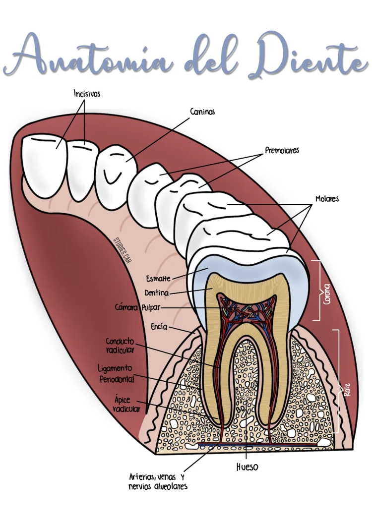 Anatomía del Diente y sus Partes para Niños - PDF y Dibujos