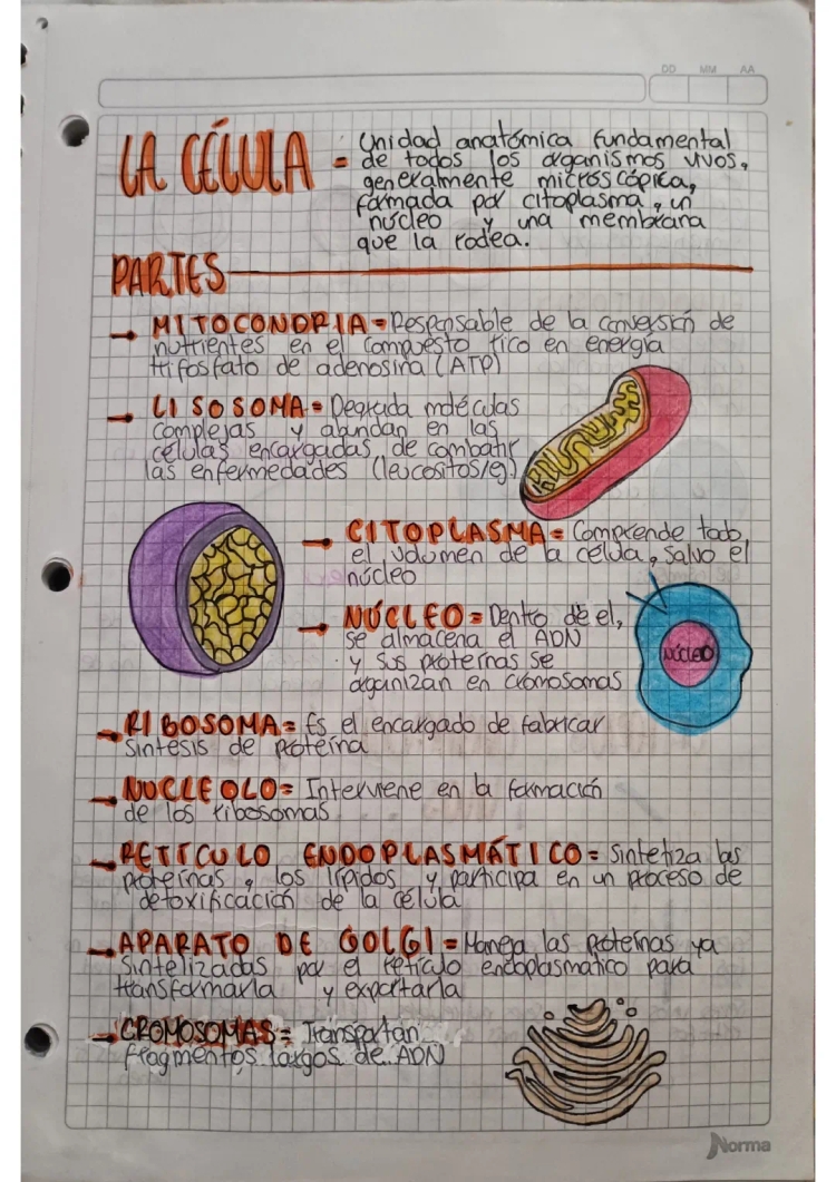 La célula y sus partes para niños: Funciones, tipos y diferencias entre célula animal y vegetal