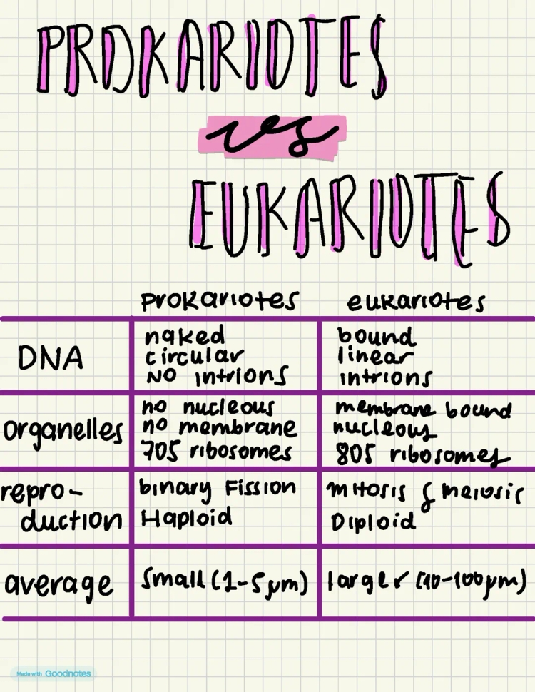 5 Differences and Similarities Between Prokaryotic and Eukaryotic Cells for Kids