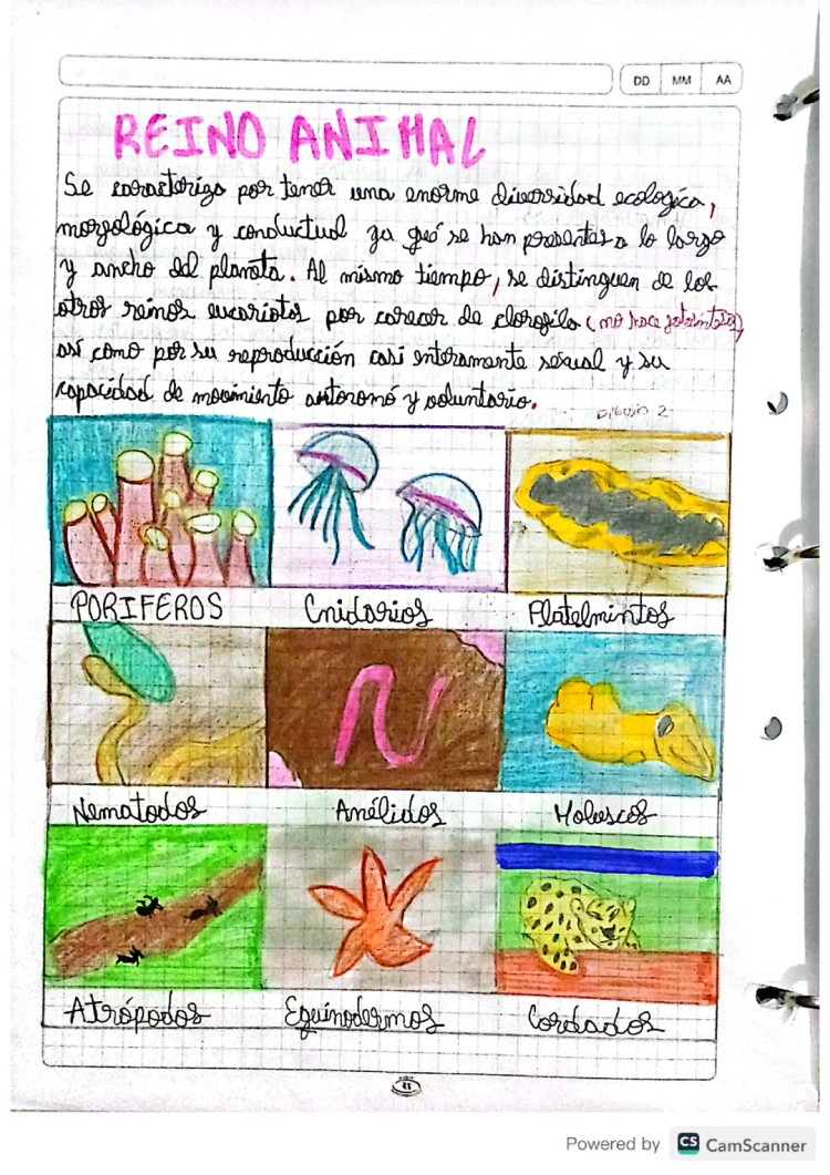 Resumo e Características do Reino Animal e Poríferos