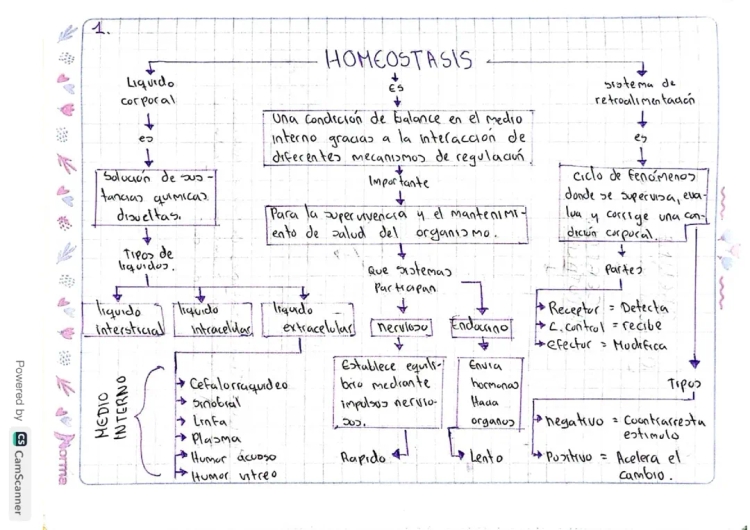 What is Homeostasis? 10 Cool Examples in Your Body