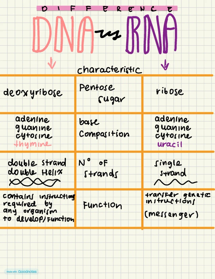 DNA and RNA: Easy Differences, Structure, and Fun Facts for Kids