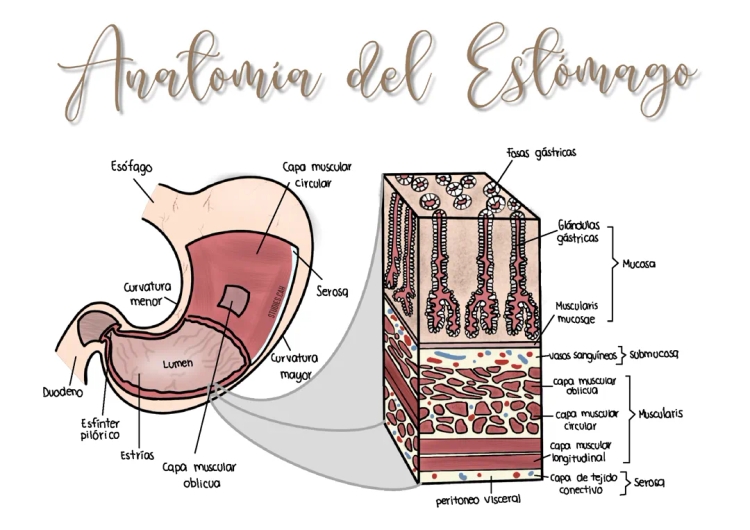 Anatomía del Estómago