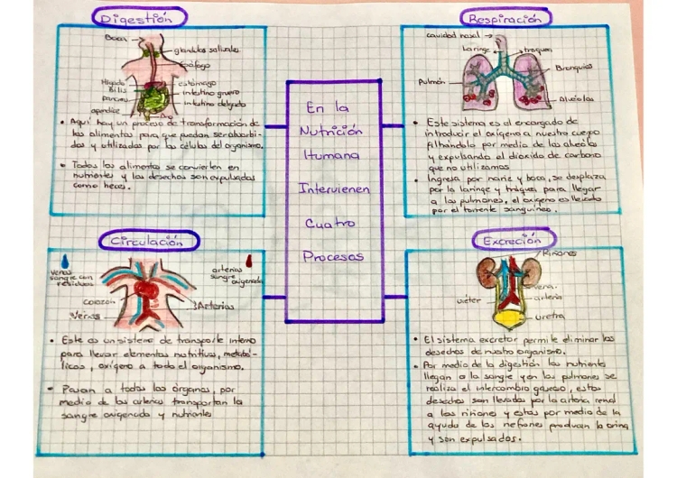 Mapa Conceptual de la Nutrición para Niños - Etapas y Sistemas Involucrados