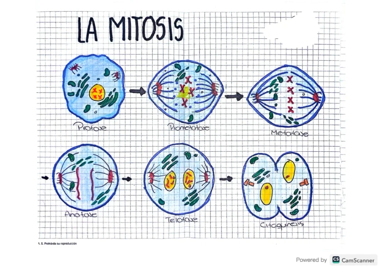 The 4 Cool Phases of Mitosis: Prophase, Metaphase, Anaphase, and Telophase