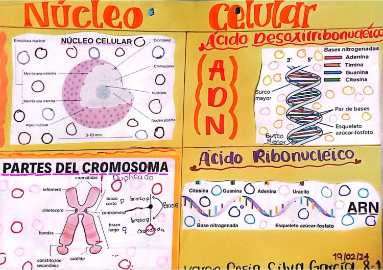 ¿Qué es el núcleo celular? Funciones, características y partes del núcleo y los cromosomas