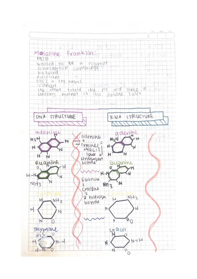 What is DNA? Rosalind Franklin's Discoveries, DNA vs RNA, and Cells