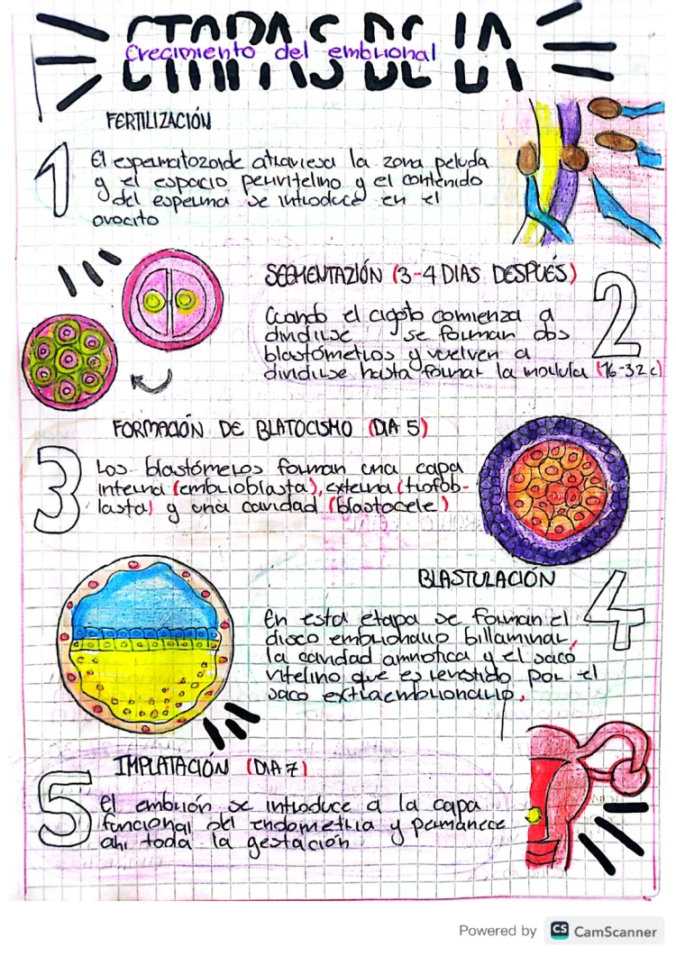 12 Etapas del Desarrollo Embrionario y Fetal: Una Guía Fácil