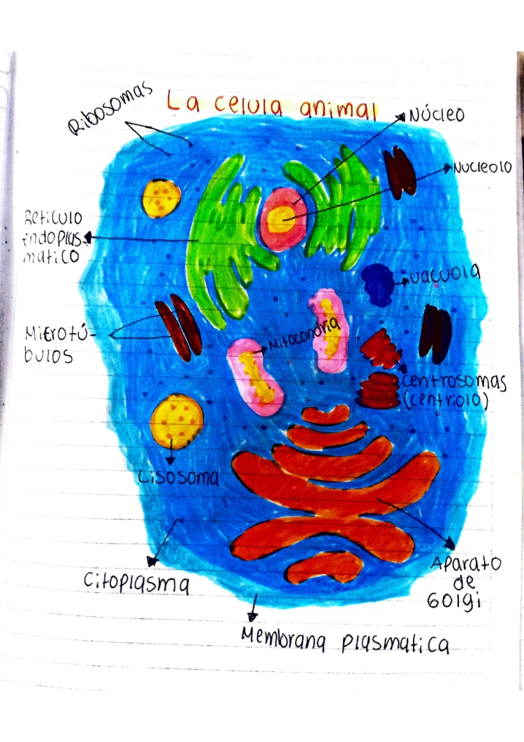 10 Differences Between Animal and Plant Cells!