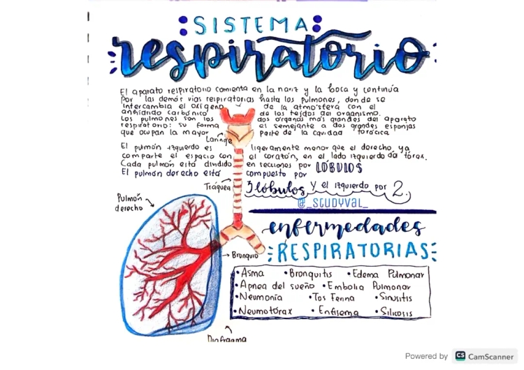 Resumen del Sistema Respiratorio y Sus Partes para Niños