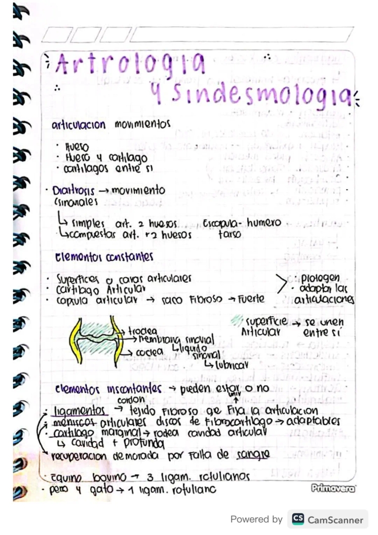 Tipos de Articulaciones en Animales y Mamíferos - Sistema Locomotor PDF