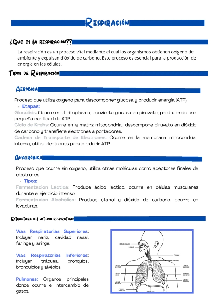 Respiración Celular y Sistema Respiratorio para Niños - Resumen y Etapas