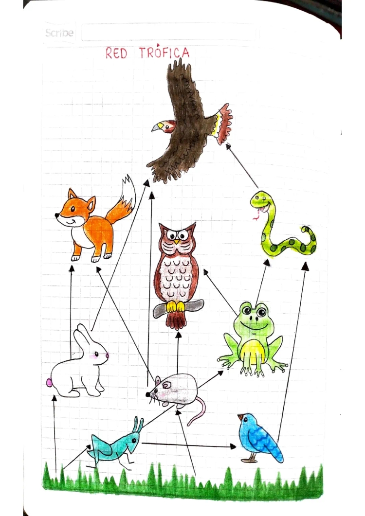 Fun Examples of Food Chains and Food Webs for Kids