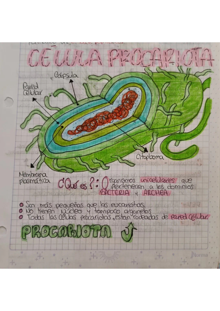 10 Diferencias y Semejanzas entre Células Eucariotas y Procariotas