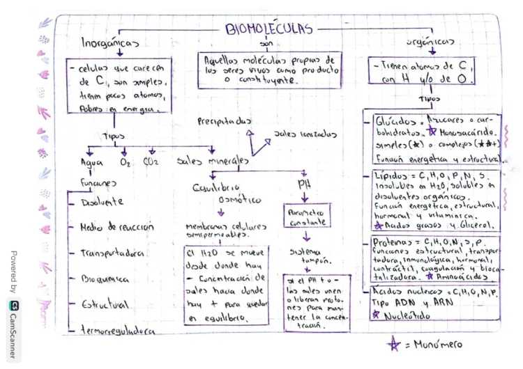 Funciones y Tipos de Biomoléculas: Orgánicas e Inorgánicas