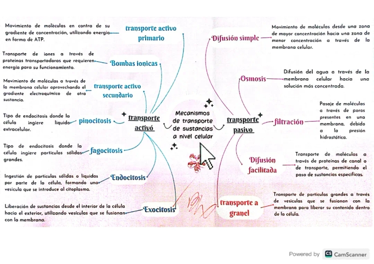 Mecanismos de transporte de sustancias a nivel celular 