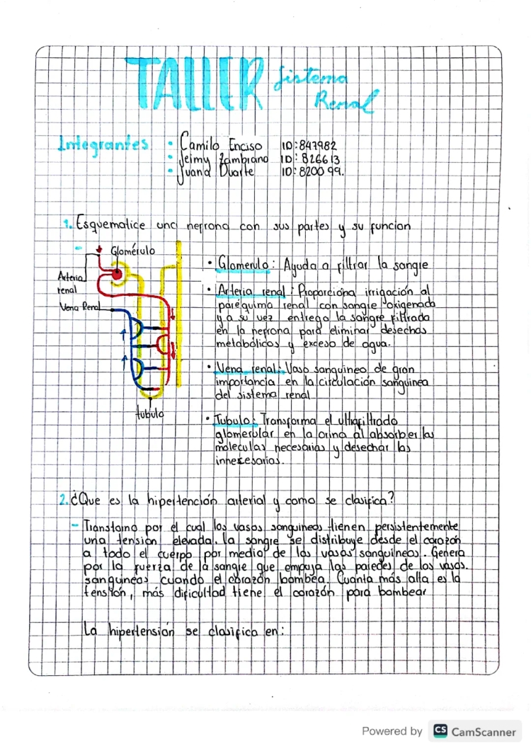 Partes y funciones del sistema renal