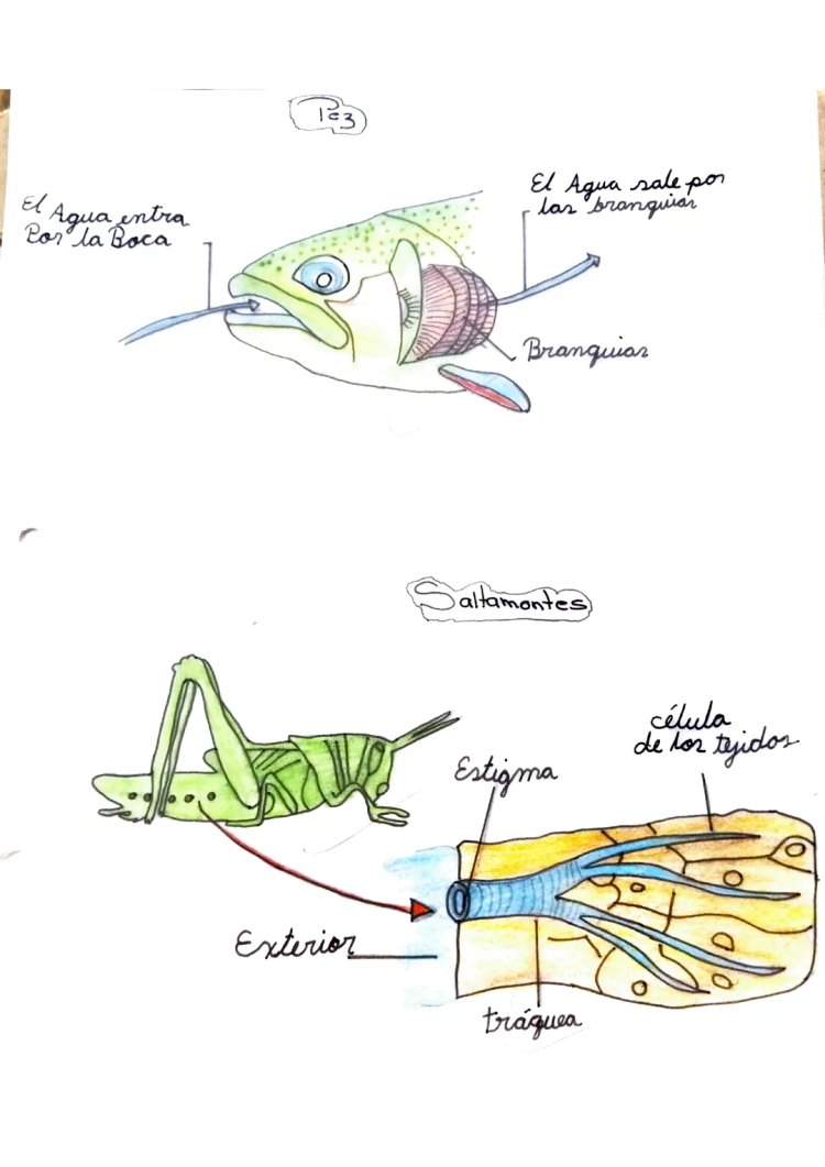 Cómo Respiran y Se Alimentan los Peces, Insectos y Lombrices para Niños