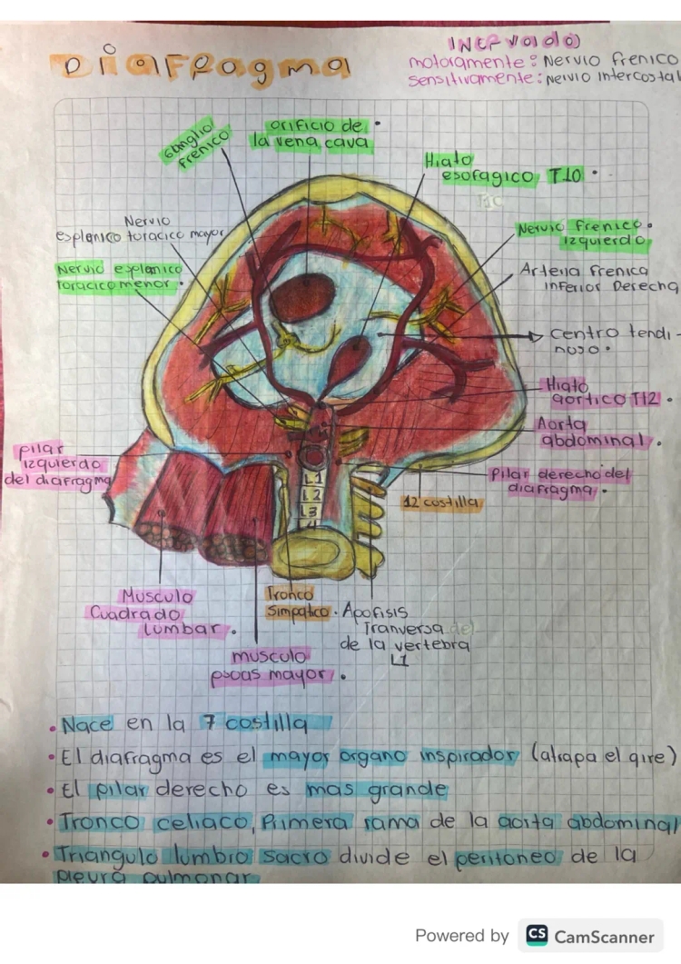 What is the Diaphragm? Functions, Parts, and More!