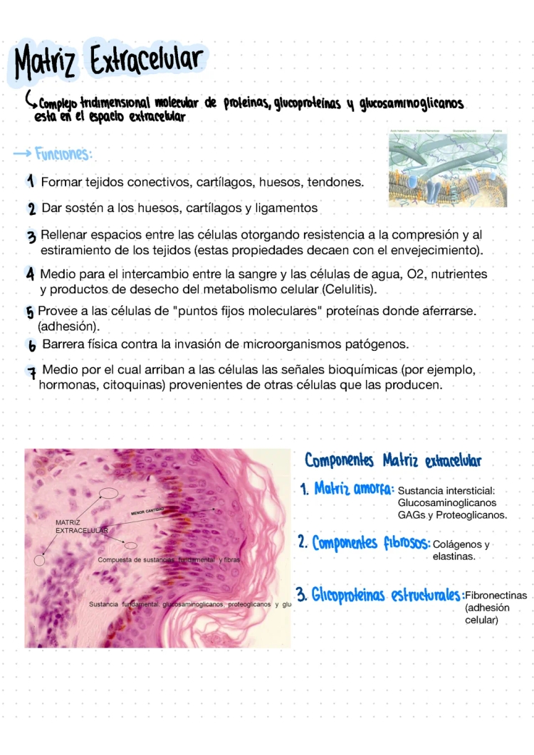 Matriz extracelular 