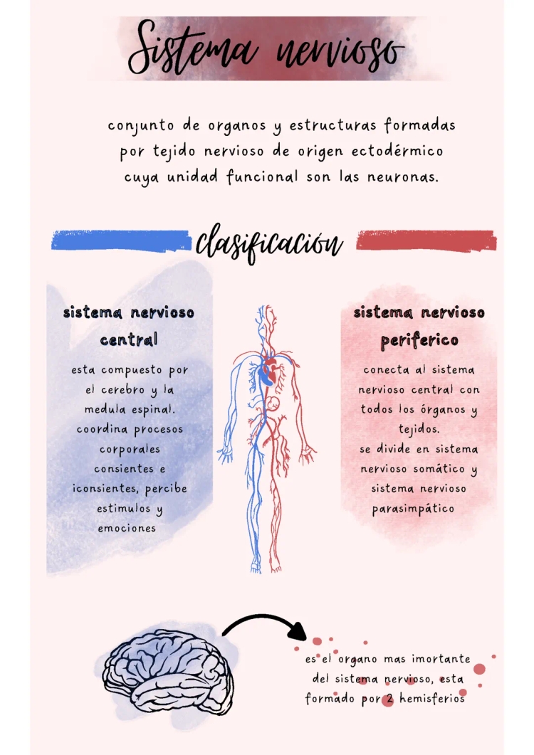 Sistema Nervioso: Central y Periférico, Tipos de Neuronas y Sus Funciones