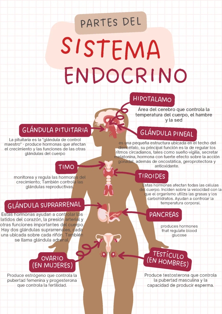 Relación entre Sistema Nervioso y Endocrino | Funciones, Glándulas y Enfermedades